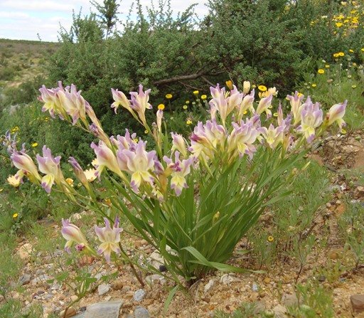 Gladiolus venustus when corms multiply